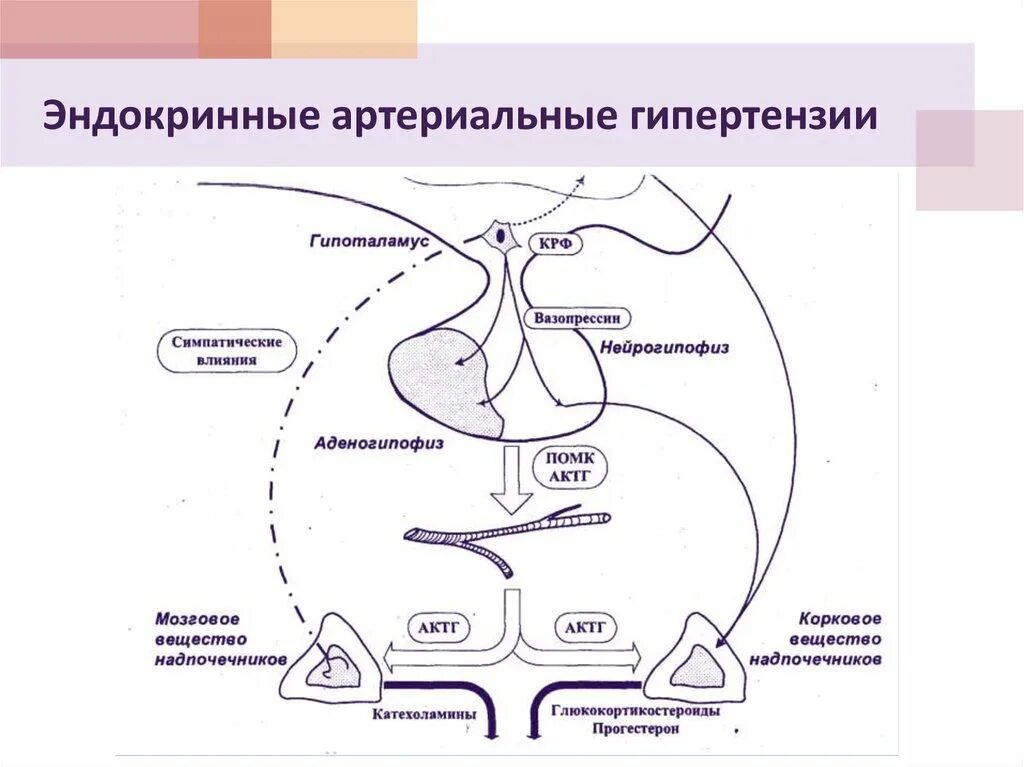 Реакций организма на влияние. Гипоталамо-гипофизарно-надпочечниковой оси. Регуляция секреции гормонов коры надпочечников.