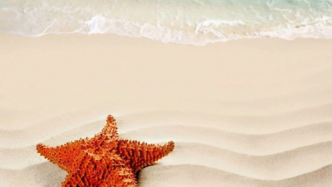 Пляжная звезда. Пляжная звезда. Морская звезда на песке. Лето море песок. Морской пляж.