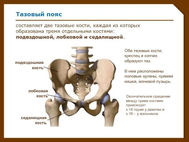 Срослись подвздошные кости