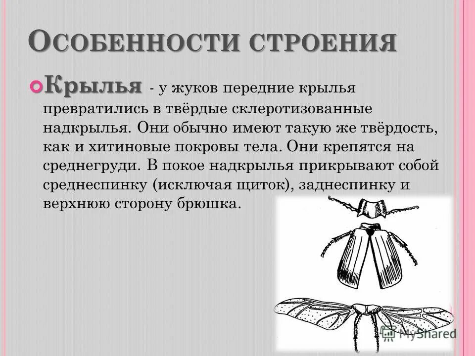 Крылья жесткокрылых. Крылья жесткокрылых. Отряд жесткокрылые строение крыльев. Жесткокрылые строение крыльев. Жесткокрылые жуки крылья.