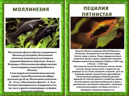 Аквариумные рыбки описание