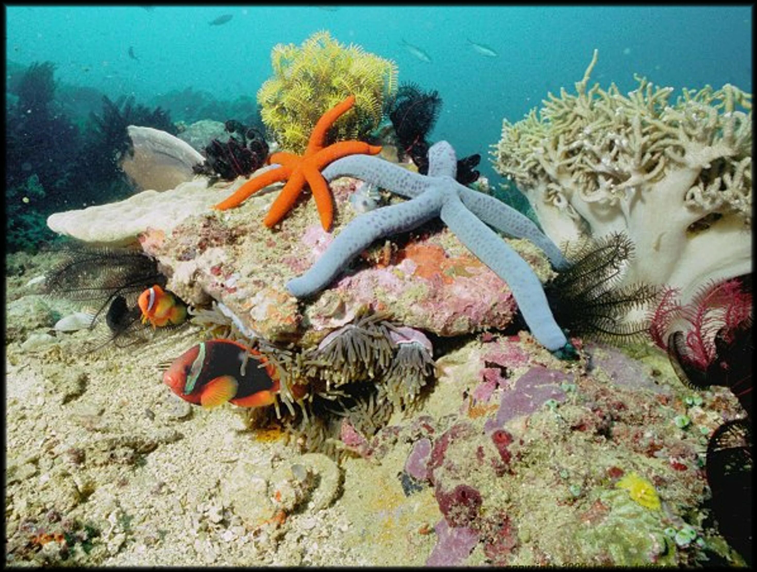 Группа морских организмов на дне океана. Иглокожие Барьерный риф морская звезда. Коралловый риф Сафага. Кораллы бентос. Бентос морская звезда.