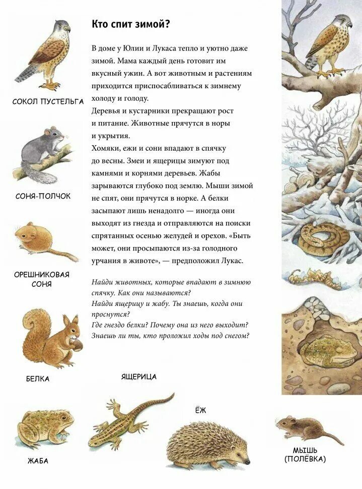 зимняя находилка для дошкольников. зима находилки развивалки. книга зима находилки. кто спит зимой. находилки зима.