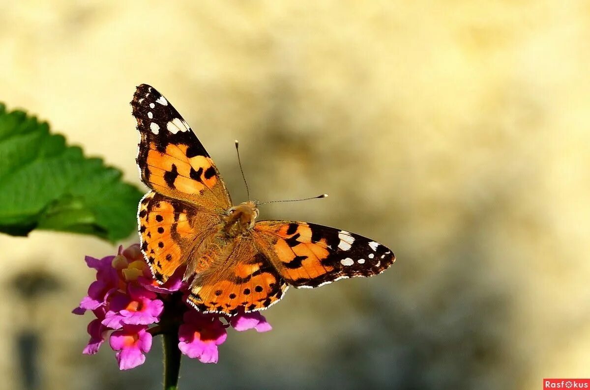 Яркие бабочки. Лето бабочки. Бабочки в природе. Порхающие бабочки.