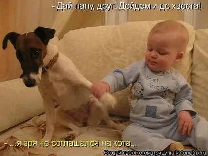 Дай лапку