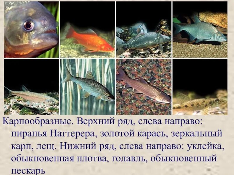 Сообщение многообразие рыб. Разнообразие рыб. карпообразные рыбы. карпообразные представители. карпообразные рыбы информация.