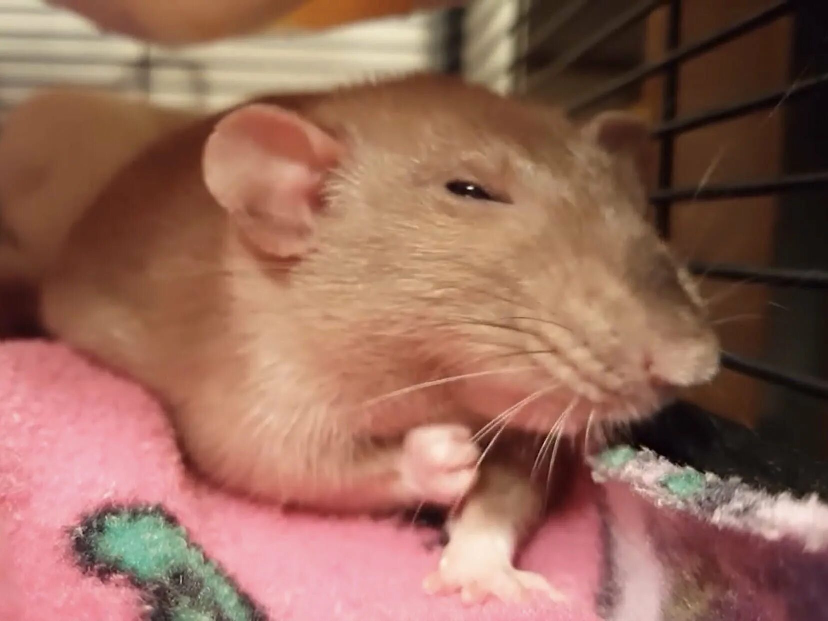 Rat meme