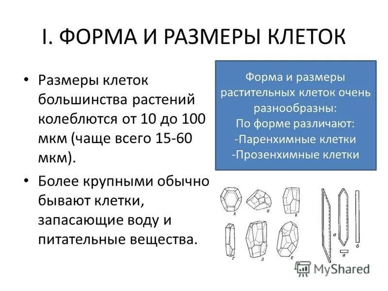 Клетки одноклеточных и многоклеточных организмов. Клетки тела человека имеют. Многообразие эукариотических клеток. Веретеновидная форма клеток. Формы клеток одноклеточных и многоклеточных организмов.