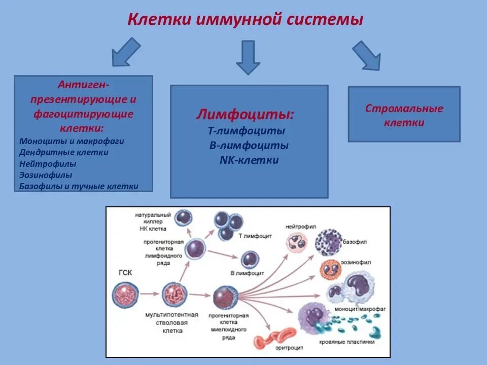 Клетки иммунной системы, продуцирующие иммуноглобулины:. Функции различных клеток иммунной системы. Характеристика клеток иммунной системы фагоциты. Лимфоциты гуморальный иммунитет.