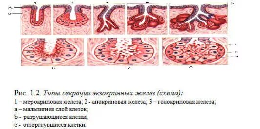 Железистый эпителий апокриновая секреция. Экзокринные железы классификация гистология. Экзокринные железы классификация гистология. Апокриновый мерокриновый и голокриновый тип секреции. Экзокринные железы классификация гистология.