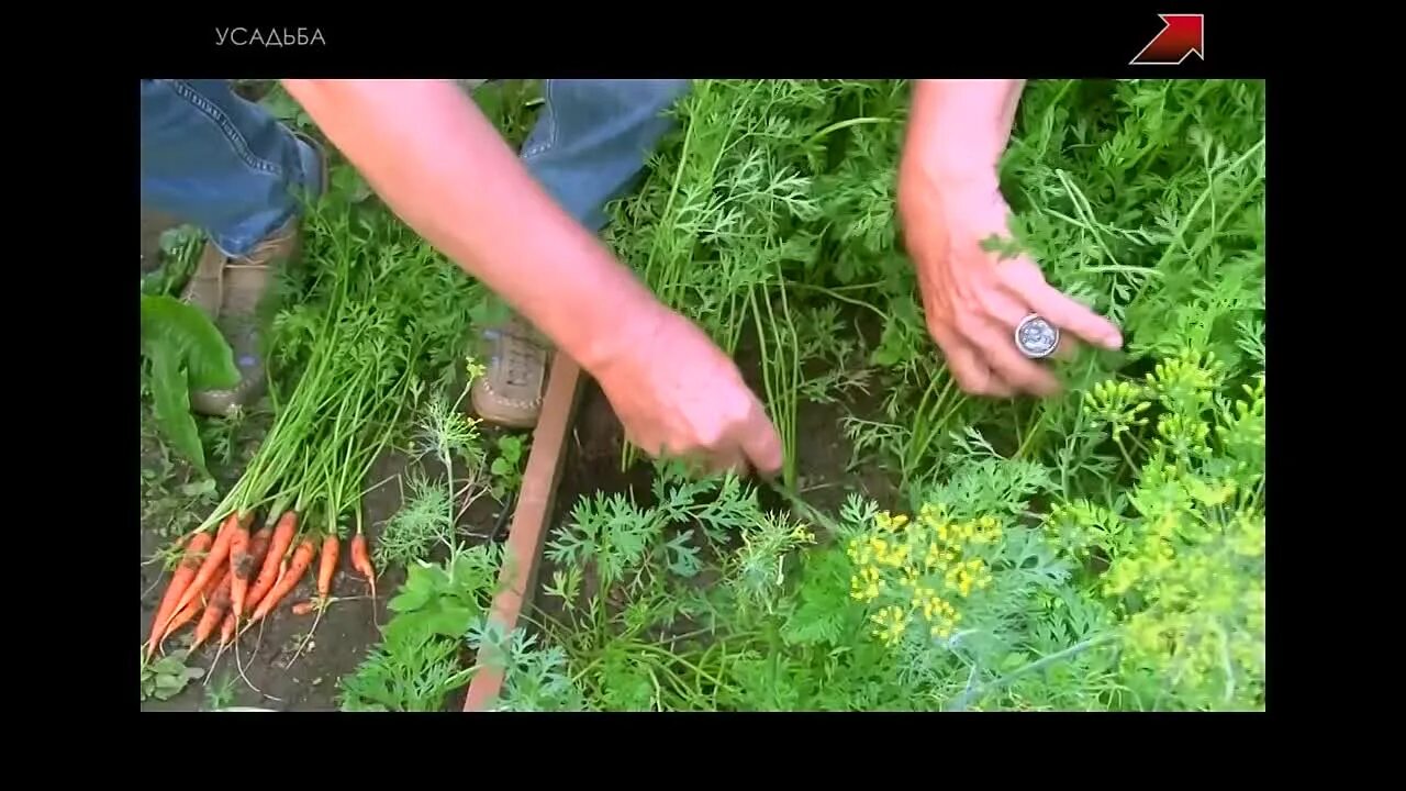 Обрабатываем морковь от вредителей. Нашатырь для моркови от морковной мухи. Борьба с мухами на грядках