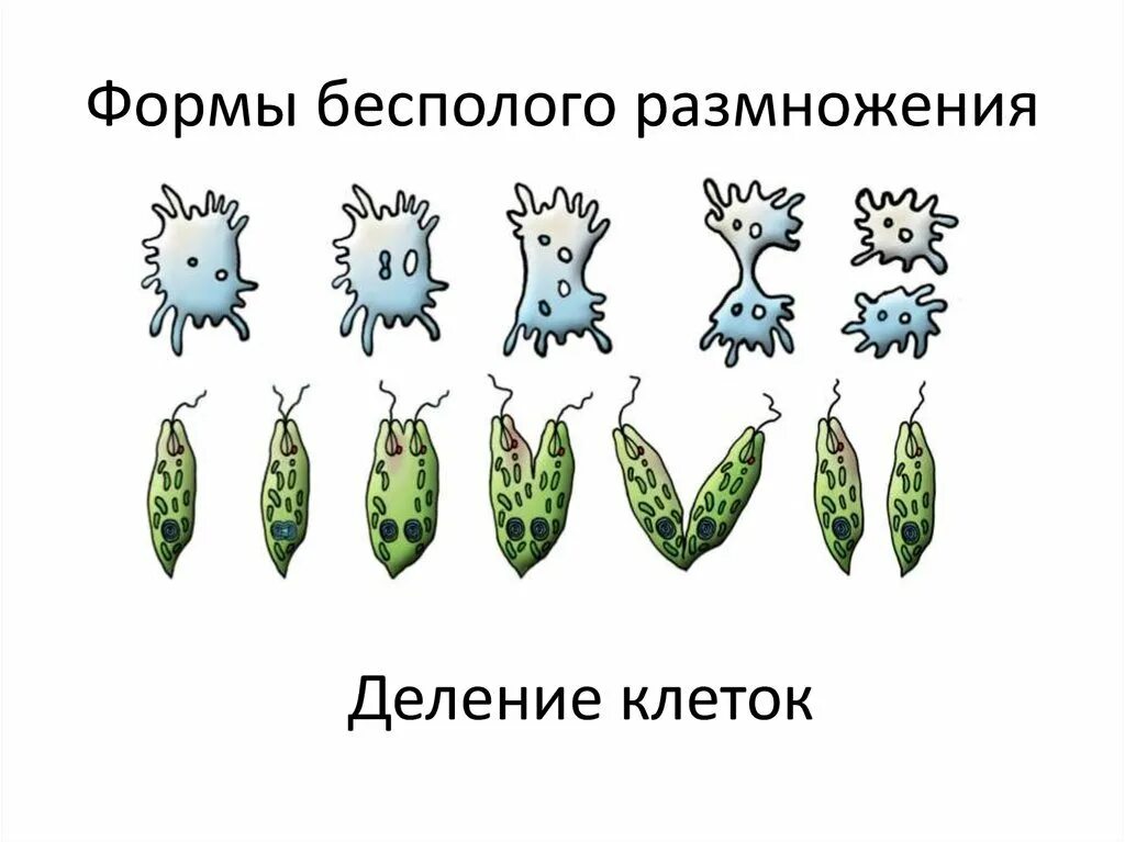 Формы размножения бесполое размножение. Формы бесполого размножения организмов. Формы и способы бесполого размножения. Схема процесса деления бесполого размножения.