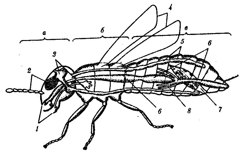 Какие части насекомого изображены. Строение насекомообразных. Схема внутреннего строения насекомого. Строение насекомых 7 класс биология. Строение насекомых без подписей.