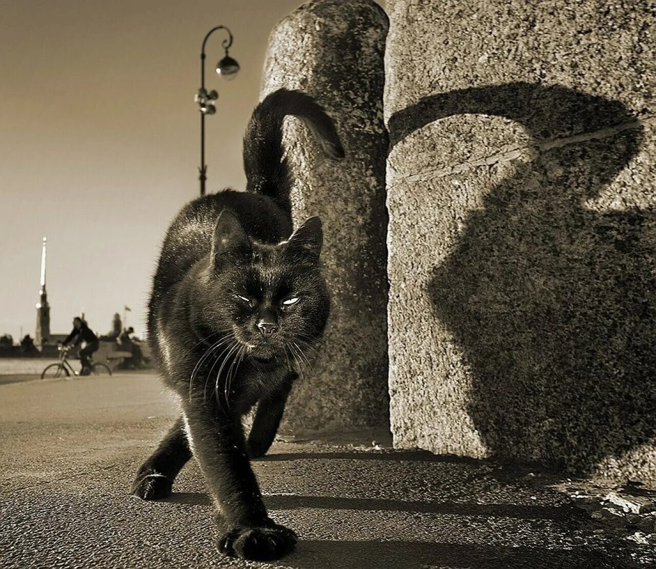 Кот шагает. "Чёрный кот и его человек". Фотограф пол Маккейн. Черная кошка. Кот гуляет. Уличная кошка.