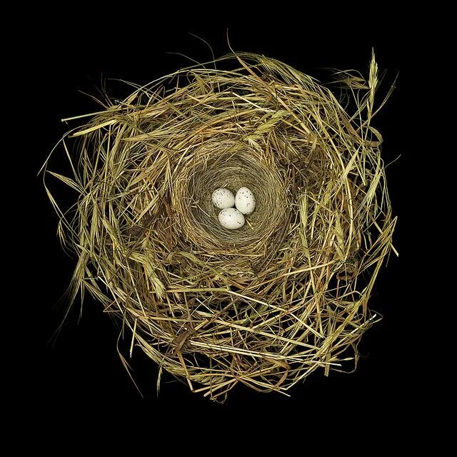 Nest j