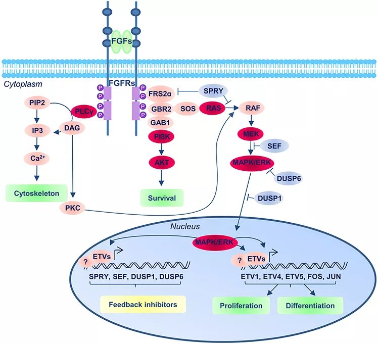 Core signaling. Сигналинг. fgf pathway. 2b 3a рецепторы тромбоцитов. intracellular signaling pathways.