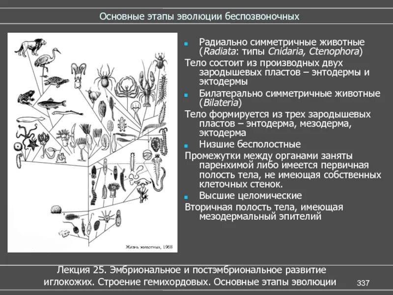 Эволюция позвоночных и беспозвоночных животных. Этапы развития беспозвоночных животных. эволюционные связи разных типов беспозвоночных животных.. этапы эволюции беспозвоночных. этапы эволюции беспозвоночных животных.