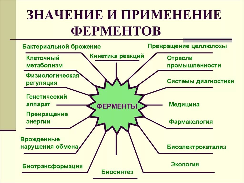 Практическое применение функции. Ферменты классификация и биологическая роль. Сферы применения ферментов. Основные направления использования ферментов. Применение ферментов.