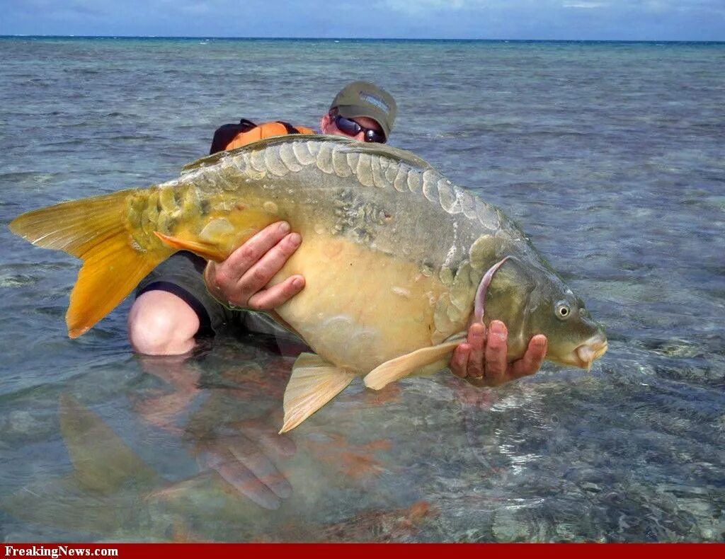 Огромный Карп. Рыба с руками. Поймать большую рыбу. Огромная рыба в руках.