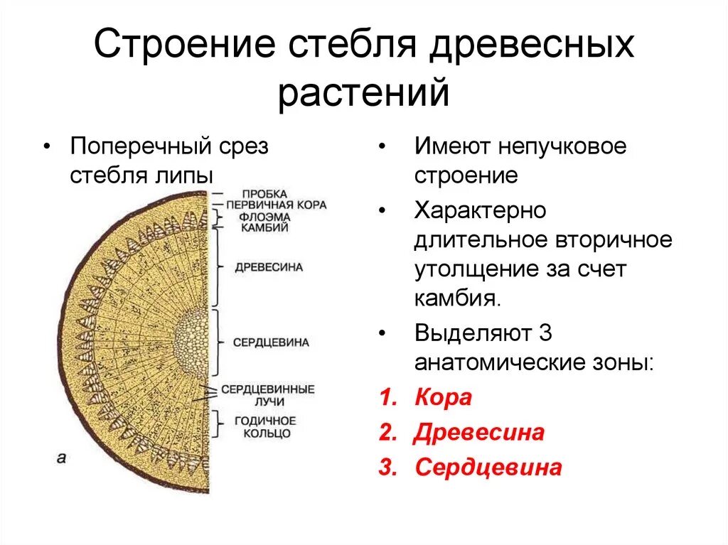 Строение стебля двудольного древесного растения. Строение древесного стебля покрытосеменных растений. Анатомическое строение стебля древесных растений. Строение стебля поперечный срез древесного стебля.