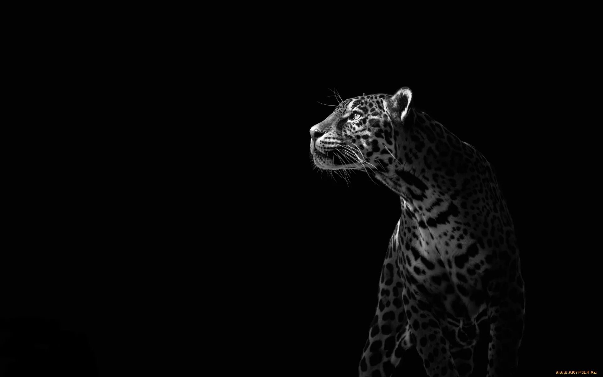 Wallpaper : simple background, big cats, Black Panther, mammals, Black Cat, dark