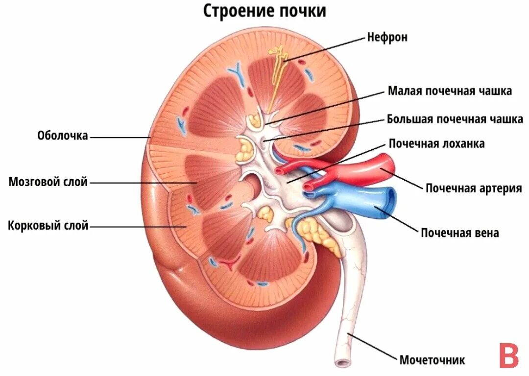 Вена артерия мочеточник. Почка строение анатомия ЕГЭ. Строение почки в разрезе рисунок. Анатомические строение поски. Анатомтческое строение поче.