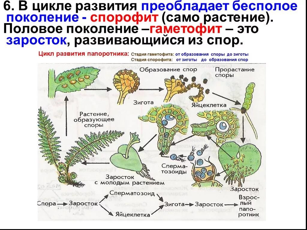 Спорофит какое поколение