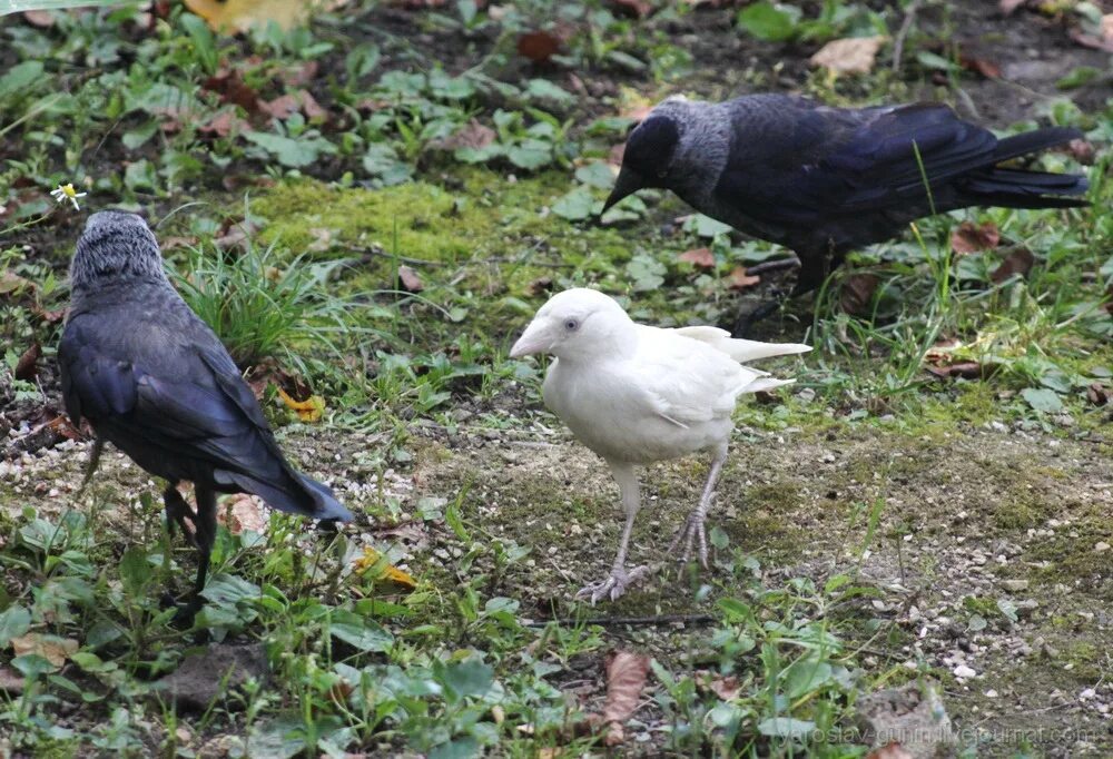 птица черно белая. сорока альбинос. грач альбинос. галка альбинос. сорока альбинос.