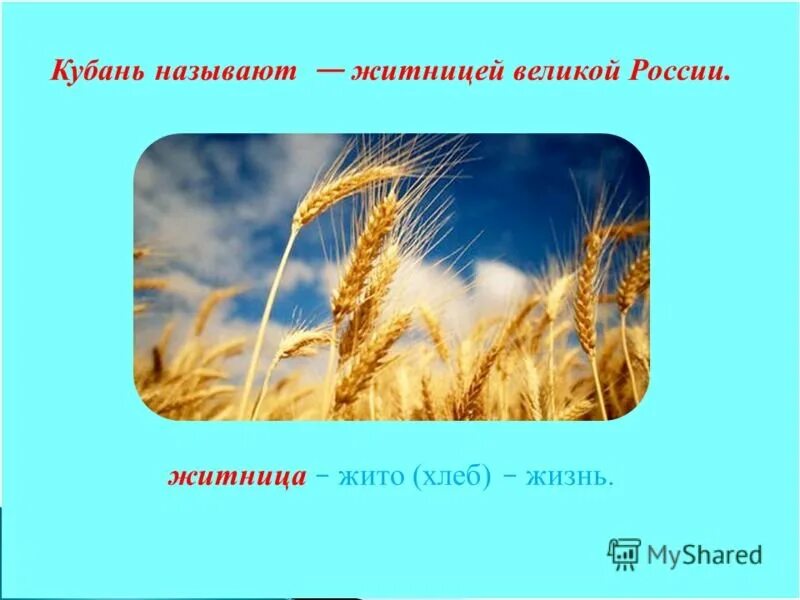 Кубань Житница России. Кубань Житница России презентация. Рисунок на тему Кубань Житница России. Хлеб жито.