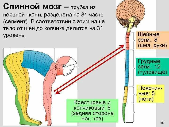 Отделы спинного мозга. Сегменты чувствительности спинного мозга. Спинной мозг делится на сегменты. Сегменты спинного мозга иннервация.