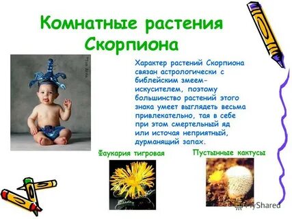 Какой цветок подходит скорпиону