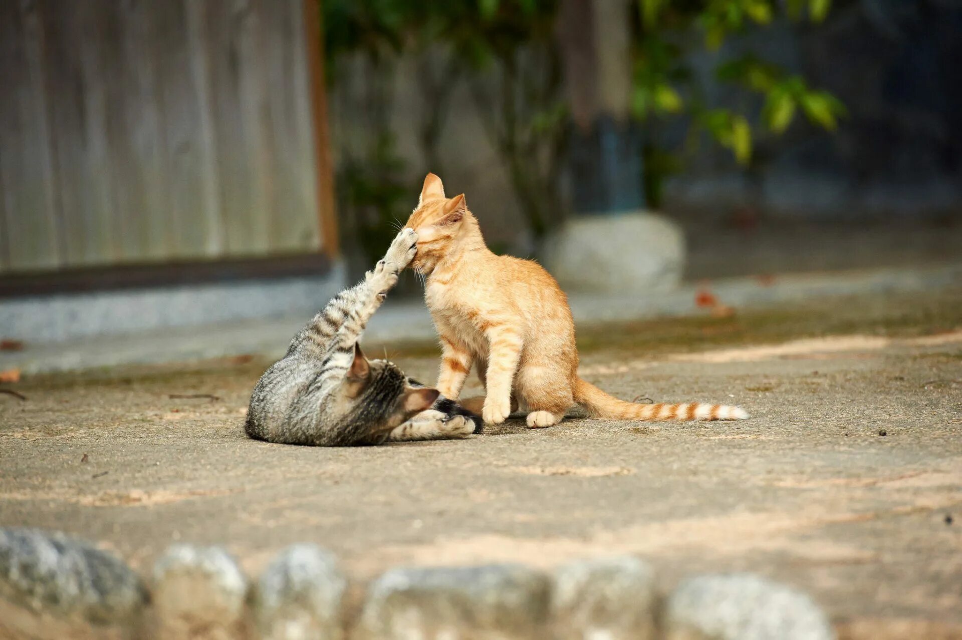 Во что поиграть с котом. Кошки. Смешные котята. Прикольные коты на рабочий стол. Кошка играется.