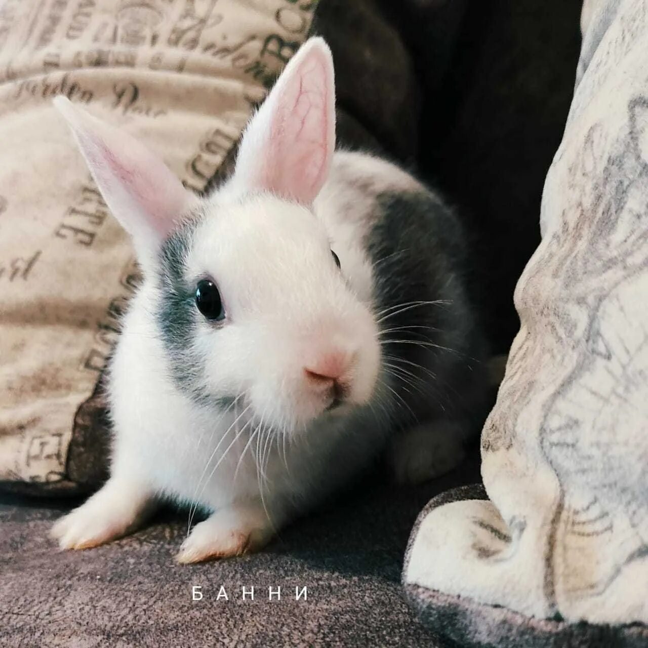 Мелкие белые цветочки с десятью лепестками. Белый минор. Карликовый кролик белый с голубыми глазами. Белый минор. Белый минор.