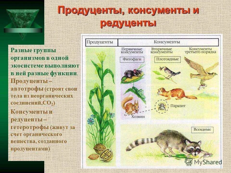 Продуценты 2) консументы 3) редуценты. Продуценты консументы 1 порядка консументы. Продуценты консументы редуценты порядок. Косниенты продуцееты редуценты. Где обитает большая часть организмов