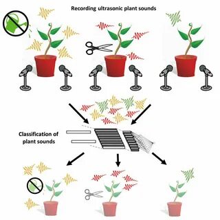 Sound plant