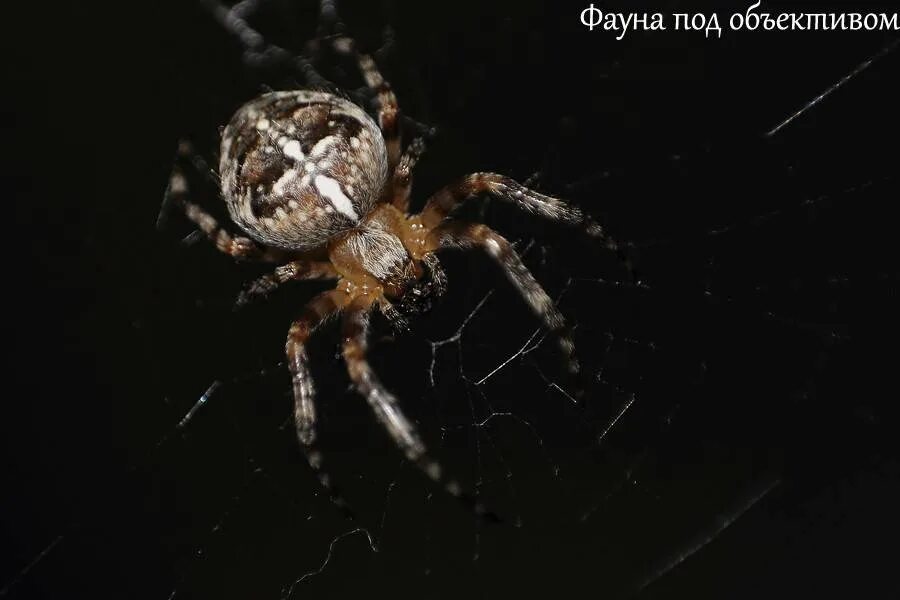 Крестовики опасен ли для человека. Паук крестовик кусается. Паук крестовик опасен. Паук ночной охотник крестовик.