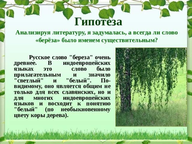 Береза какое вещество. Слово береза. Текст про березу. Прилагательные к Березе. Происхождение слова береза.