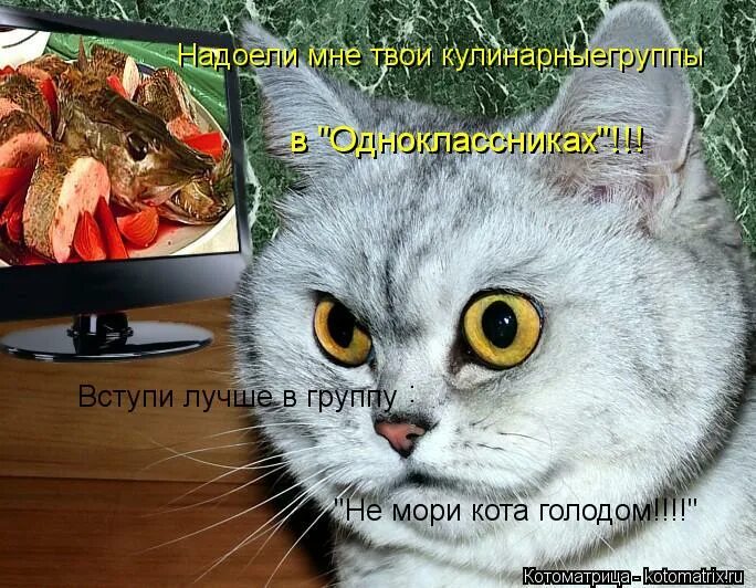 Кот голод