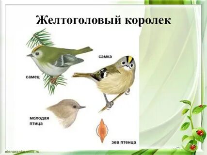 Королек описание