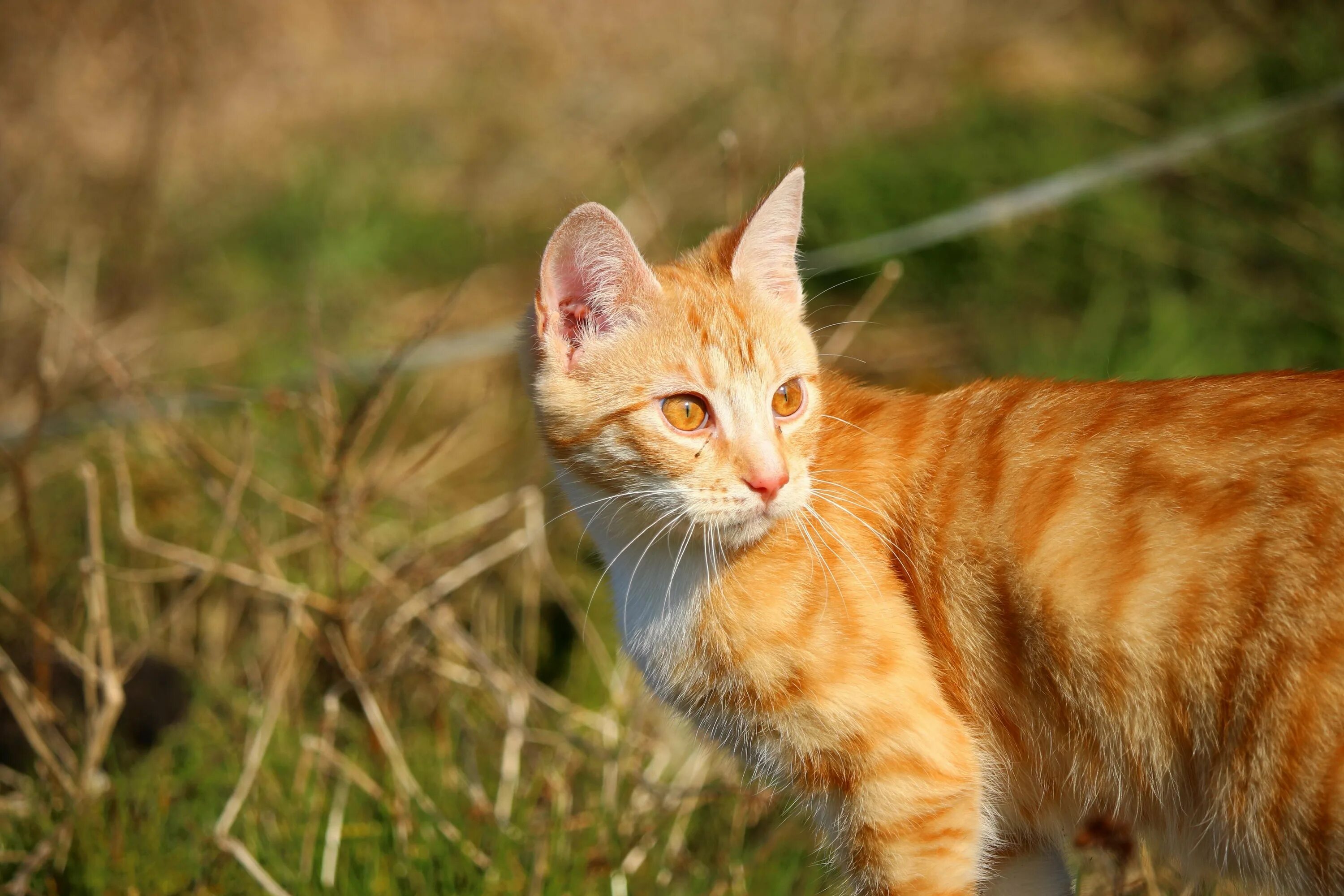Рыжая кошка с черными пятнами порода. Бенгальская короткошерстная кошка рыжая. Макрелевый табби рыжий. Тигровый макрелевый табби рыжий. Европейский короткошерстный Крысолов рыжий.