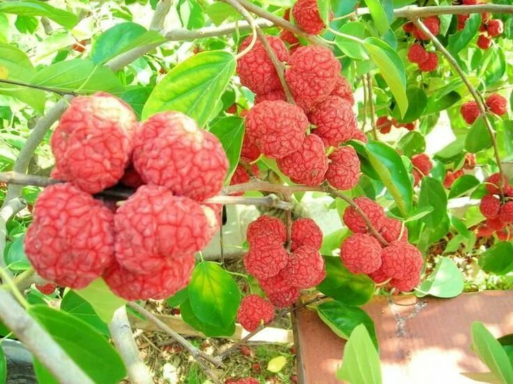 Кудрания (Клубничное дерево)