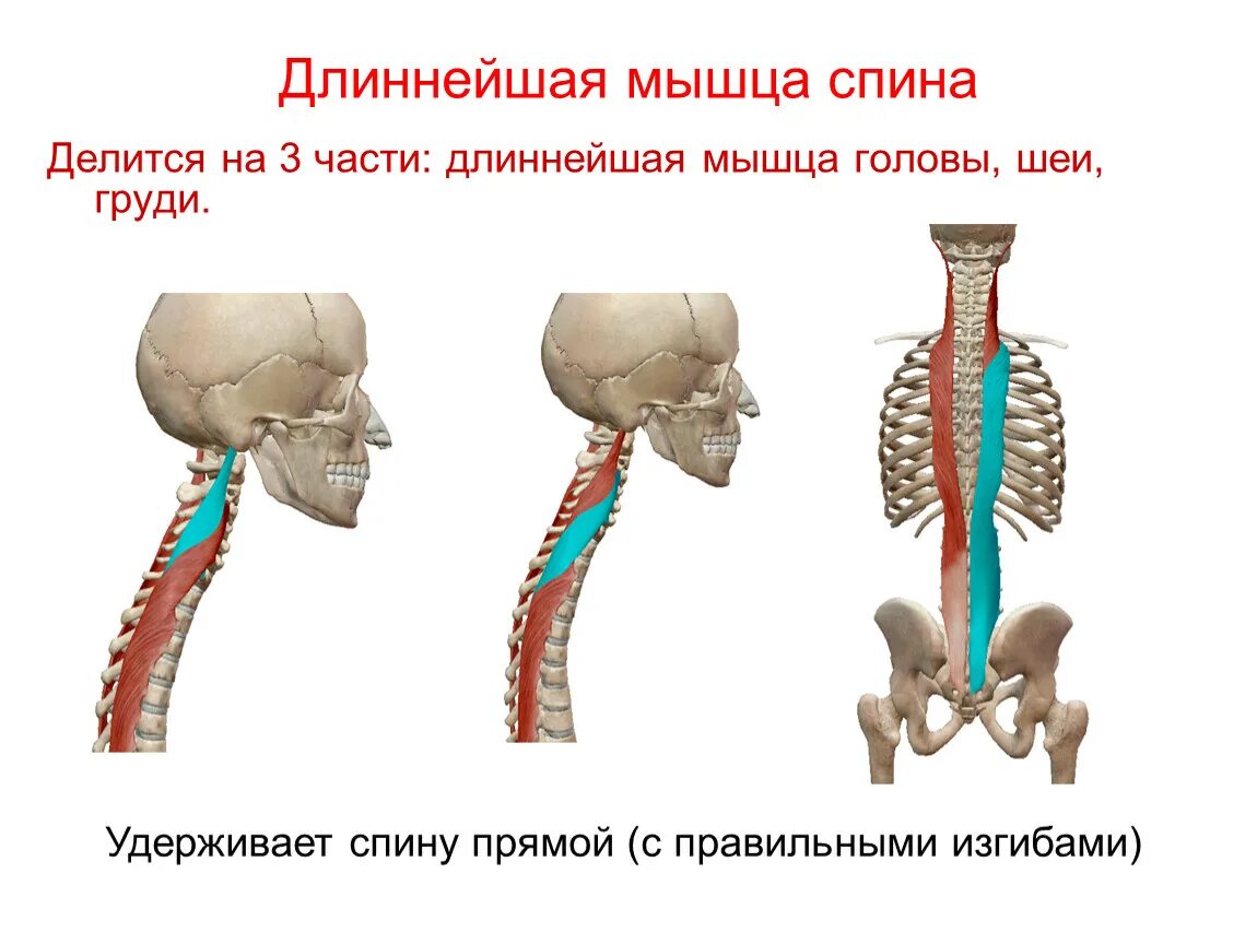 Спин удлинит. Мышца выпрямляющая позвоночник длиннейшая мышца. Длиннейшая мышца спины анатомия. Длиннейшая мышца груди шеи головы. Длинные мышцы спины разгибатели позвоночника.
