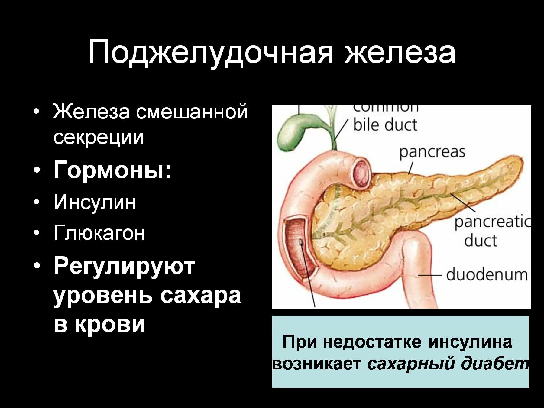 Тест по теме железы. Поджелудочная железа при сахарном диабете. Железы нашего организма. Гормоны регулирующие глюкозу в крови. Соматостатин поджелудочной железы.