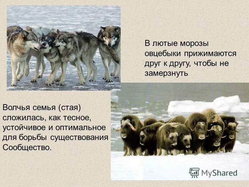 Мускусный овцебык канады. Полярный волк охота на овцебыка. Место обитания популяция овцебыков белых медведей. Учёные биологи должны исследовать животных. Какой из перечисленных заповедников им следует посетить.