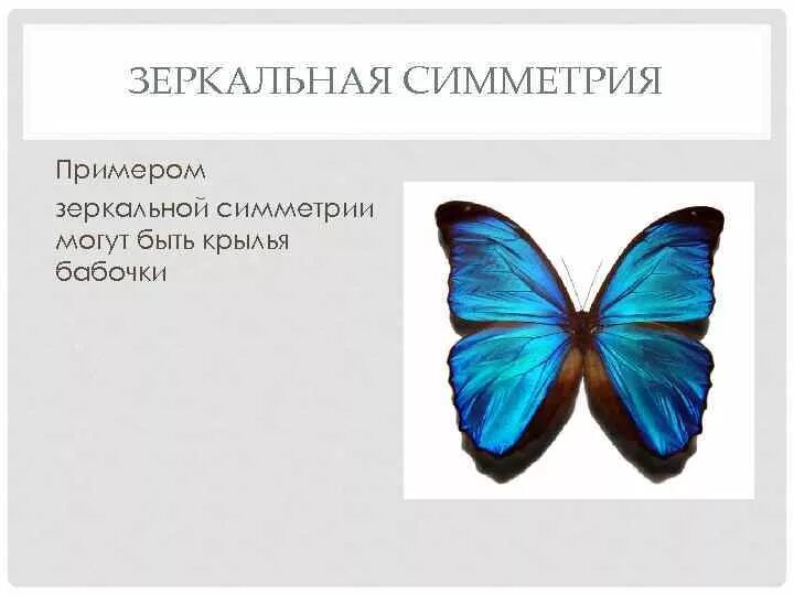 Какая есть симметрия. Симметрия. примеры симметрии в жизни. зеркальная симметрия. зеркальная симметрия симметрия в жизни.