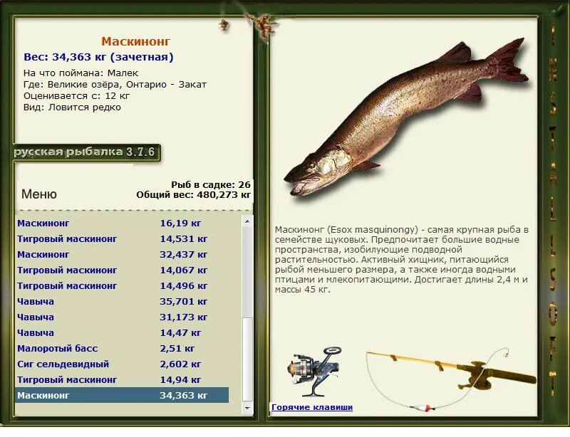 Уровни русская рыбалка. Русская рыбалка 3 7 4 Волхов МВ. Русская рыбалка турнир Волхов максимальный вес. Русская рыбалка Великие озера. Русская рыбалка 3,Великие озера.