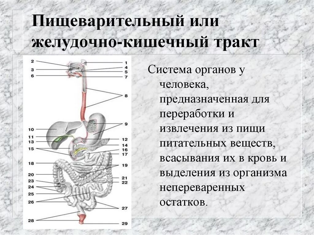 Процесс пищеварения. Отделы пищеварительной системы. Органы желудочно-кишечного тракта. Система пищеварения человека.