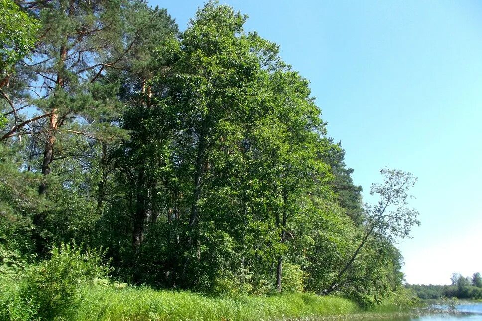 ольха обыкновенная описание. паспорт дерева ольха. ольха порода древесины. ольха свойства. ольха волосистая.