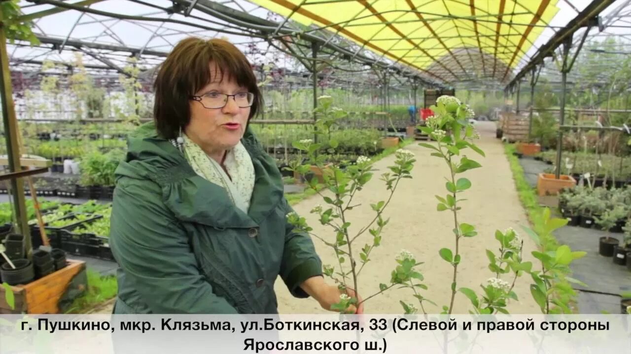 Садко питомник саженцев тарасовка. Садовая компания Садко питомник растений. Питомник Садко Ярославское шоссе. Садко питомник в Некрасовке. Питомник Садко а Пушкино.