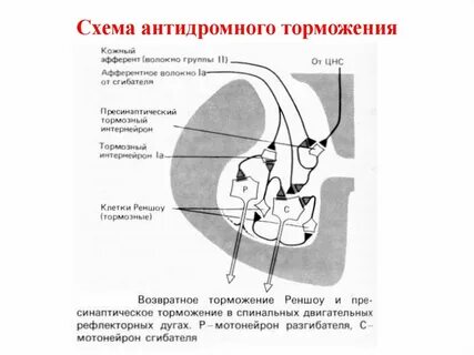 Функциональное значение возвратного торможения